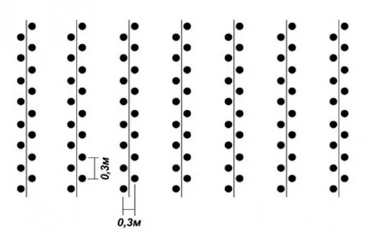 На каком расстоянии ряды картошки. Двухрядный способ посадки картофеля схема. Схема посадки картофеля по методу Митлайдера. Схема посадки картофеля в шахматном порядке. Посадка картофеля по Митлайдеру схема.