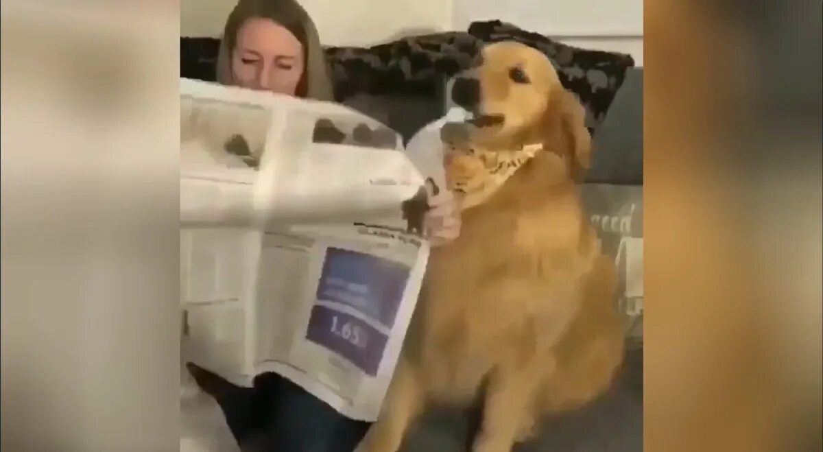 Собака съела газету. Собака с газетой. Собака съела лицо хозяйки.