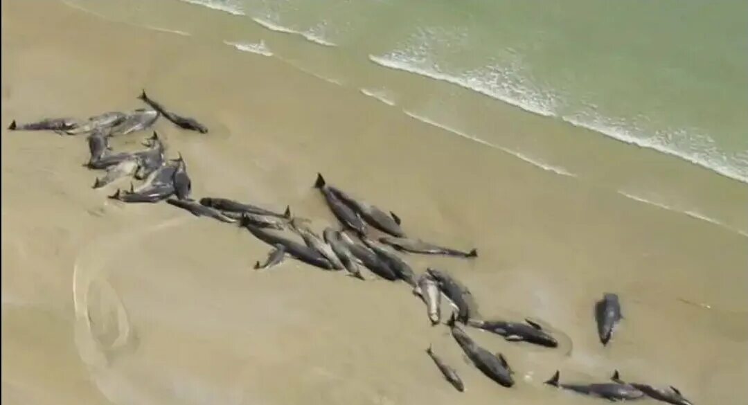 Черные дельфины выбросились на берег. Дельфины выбрасываются на берег. Стая дельфинов выпрыгивают. Почему дельфинов выбрасывает на берег