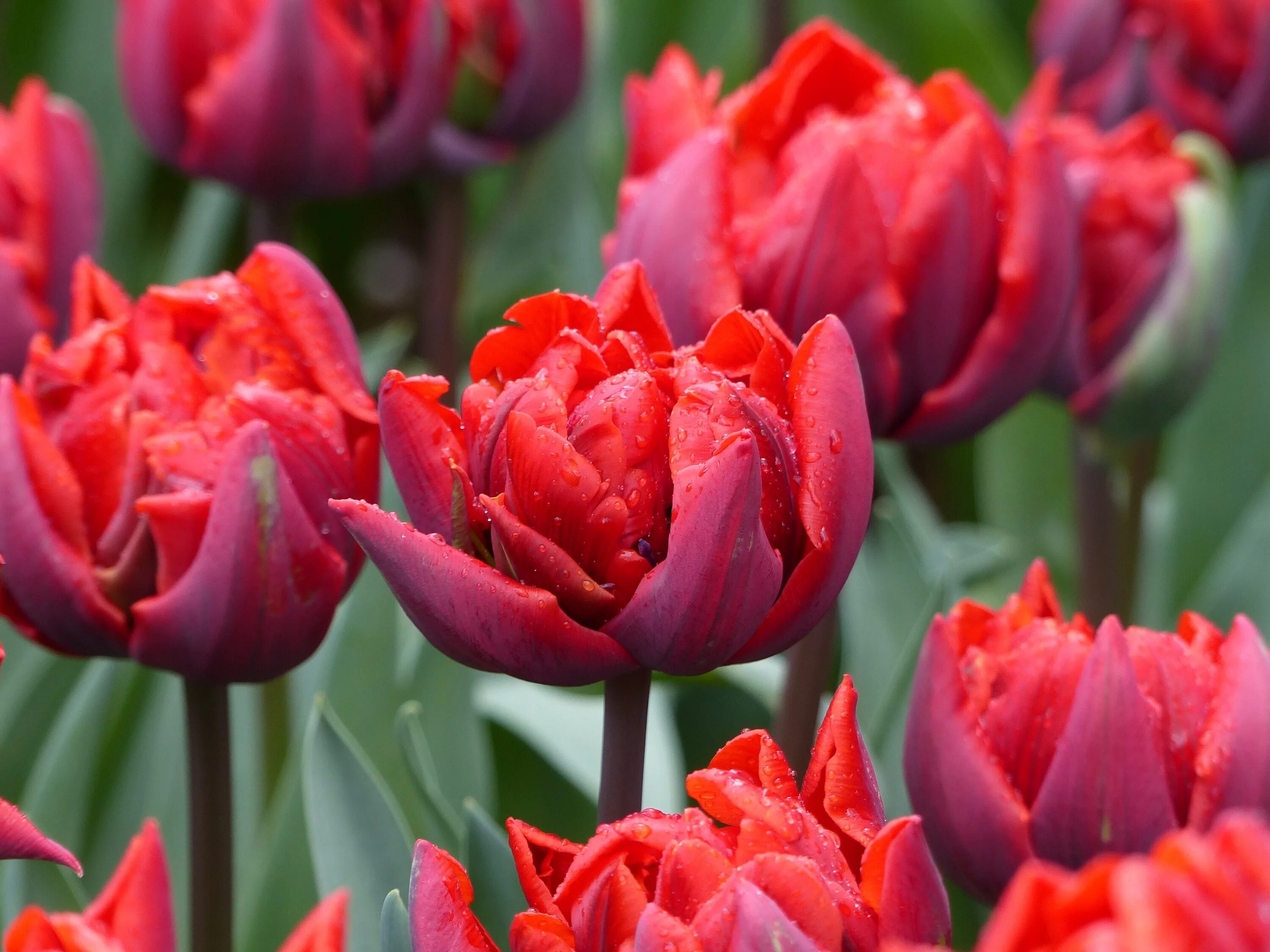 Тюльпан принцесса ирен. Red princess тюльпан. Тюльпан дабл принцесс. Тюльпан ред импрешн. Тюльпан махровый монте оранж.