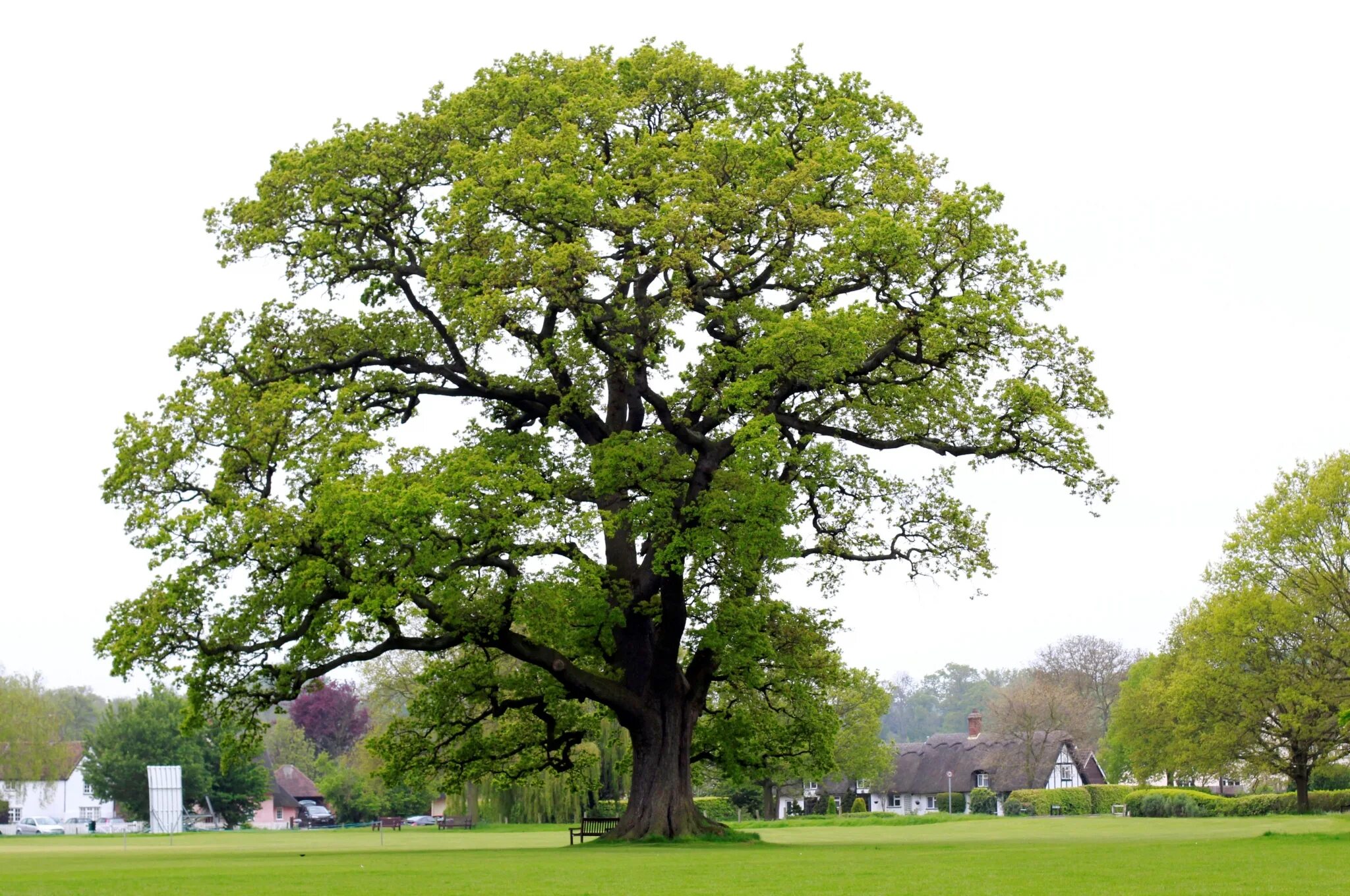 He tree