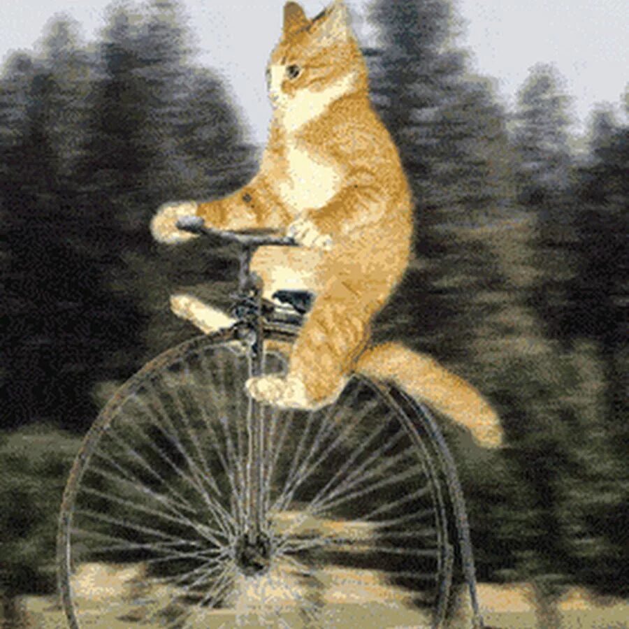 Cat bike. Кот на велосипеде. Кот едет на велосипеде. Кошачий велосипед. Кошка катается на велосипеде.