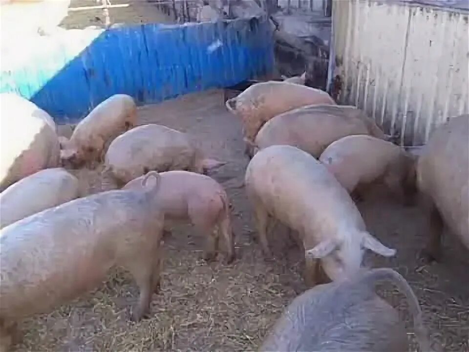Лпх предгорье алтая новое видео. Лпх предгорье алтая цена на поросят. Ферма свиней дст. Лпх предгорье алтая. Личные подсобные хозяйства свиньи.