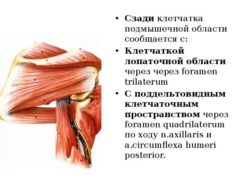 Подмышечная ямка топографическая анатомия. Foramen quadrilaterum границы. Отверстия задней подмышечной полости. Трехстороннее отверстие - foramen trilaterum. Отверстия задней подмышечной полости.