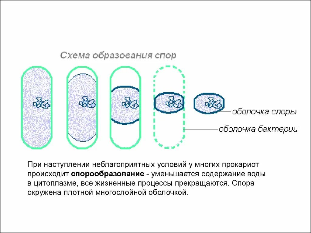 Образование спор характерно для. Схема спорообразования у бактерий. Схема образования бактериальной споры. Схема образования спор у бактерий. Спора образования бактерий.