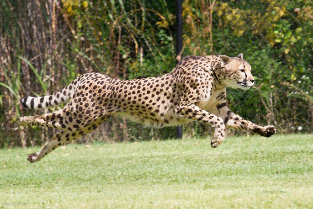 Leopards run runs fast