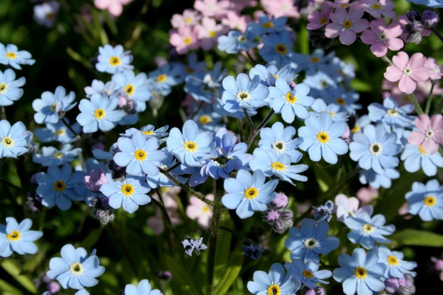 Незабудка полевая (myosotis arvensis). Лептосифон френч. Незабудка садовая голубая многолетняя. Анагаллис синий. Анагаллис.