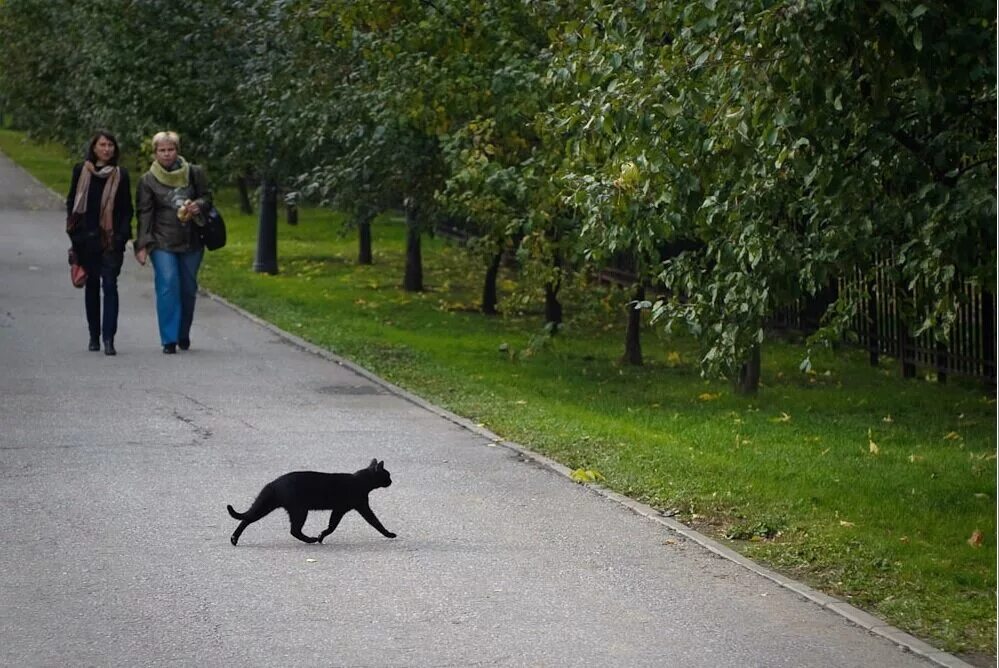 Приметы перейти дорогу. Чёрная Кошла пробегает дорогу. Черный кот перебегает дорогу. Чёрная кошка перебежала дорогу. Кошка черная перебежала доро.