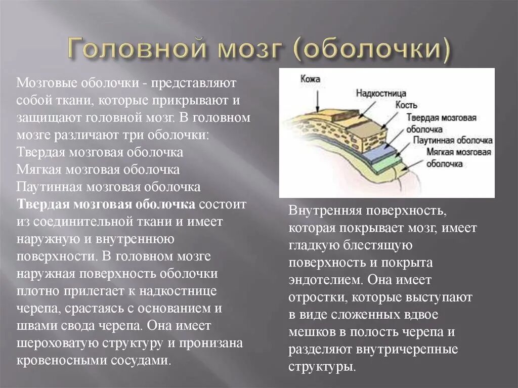 Внутренняя оболочка мозга. Оболочки головного мозга. Строение оболочек головного мозга. Оболочки мозга таблица. Оболочки мозга кратко.