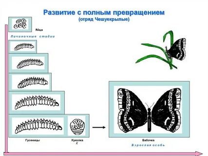 Полное превращение схема