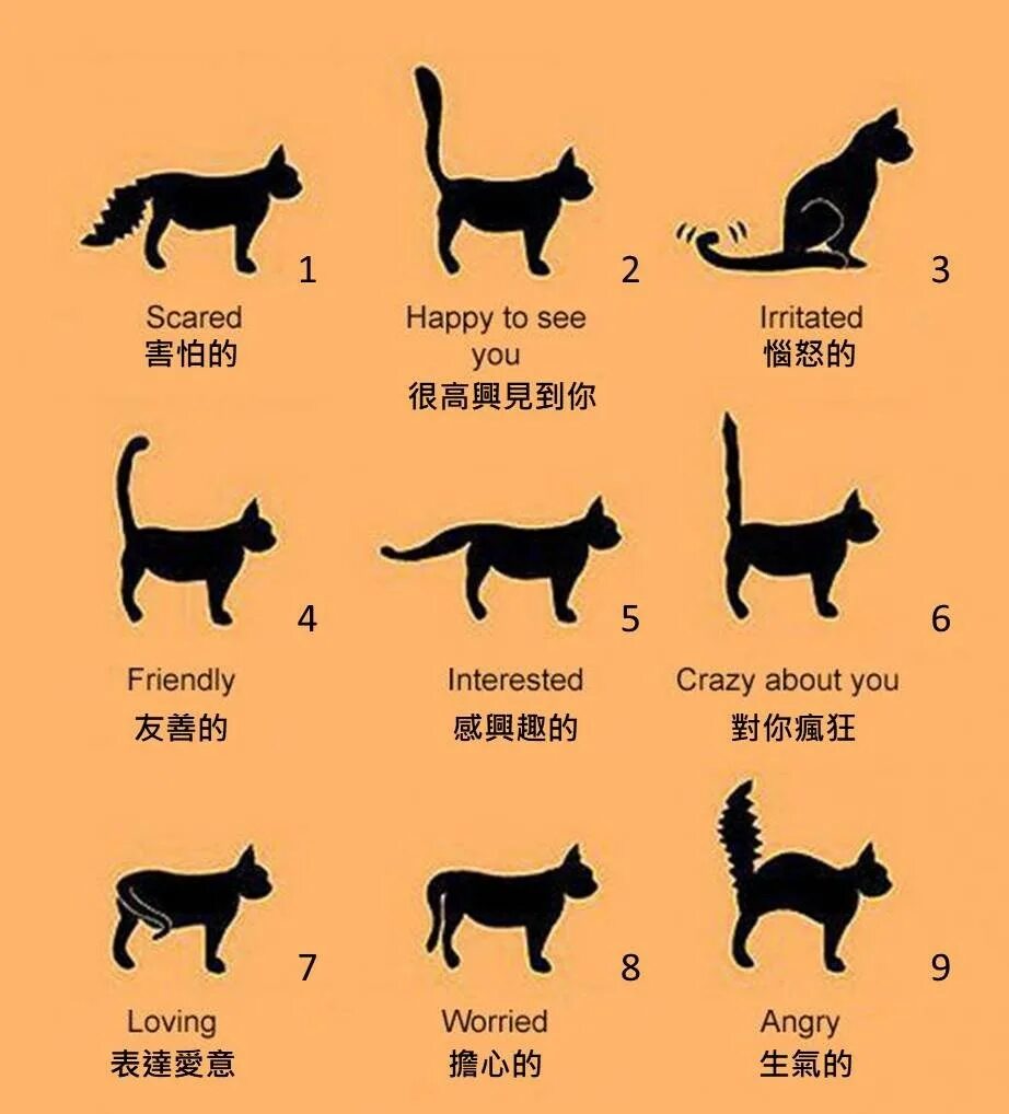 Значение кошачьих