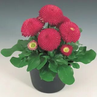 Маргаритка домашняя