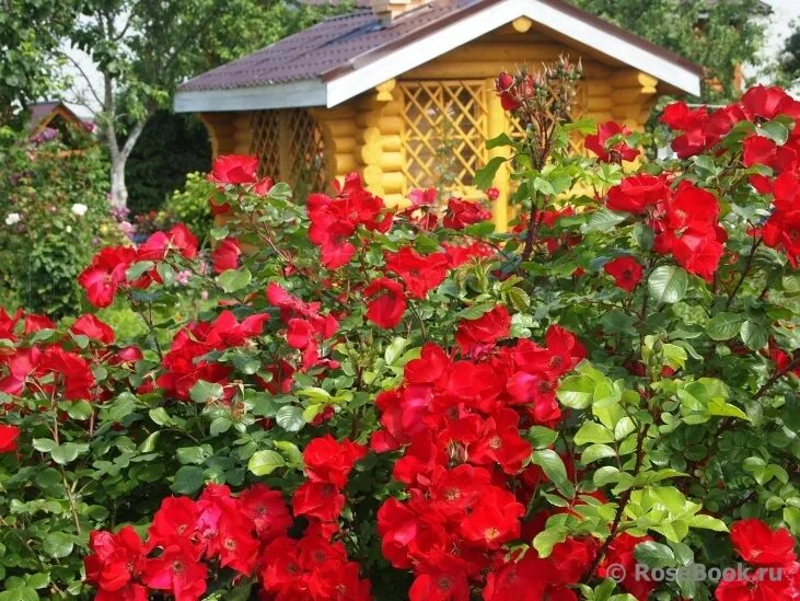 Роза Робуста BARNI (Robusta) - саженцы лицензионных роз купить в Минске, доставк