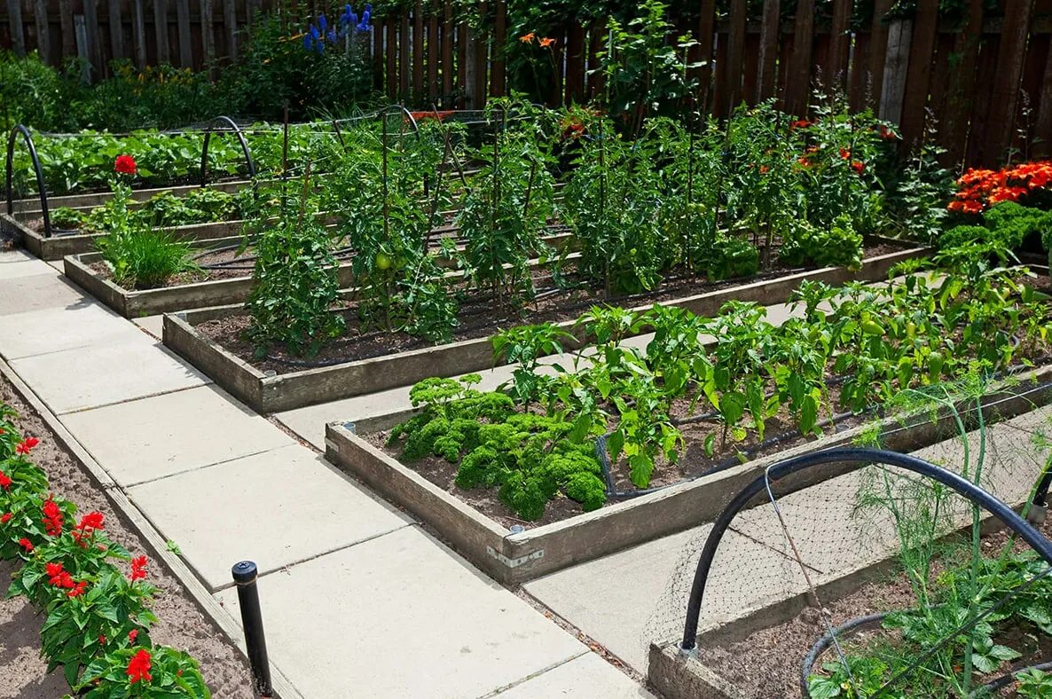 Благоустройство личного участка. Огород курдюмов грядки. Расположение грядок на дачном участке. Декоративный огород. Как правильно сделать саду.