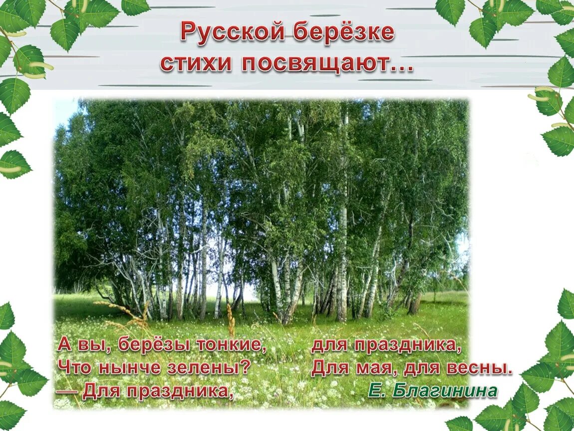 Закрой березки. Береза символ России. Береза символ. День русской Березки. Береза символ Руси.