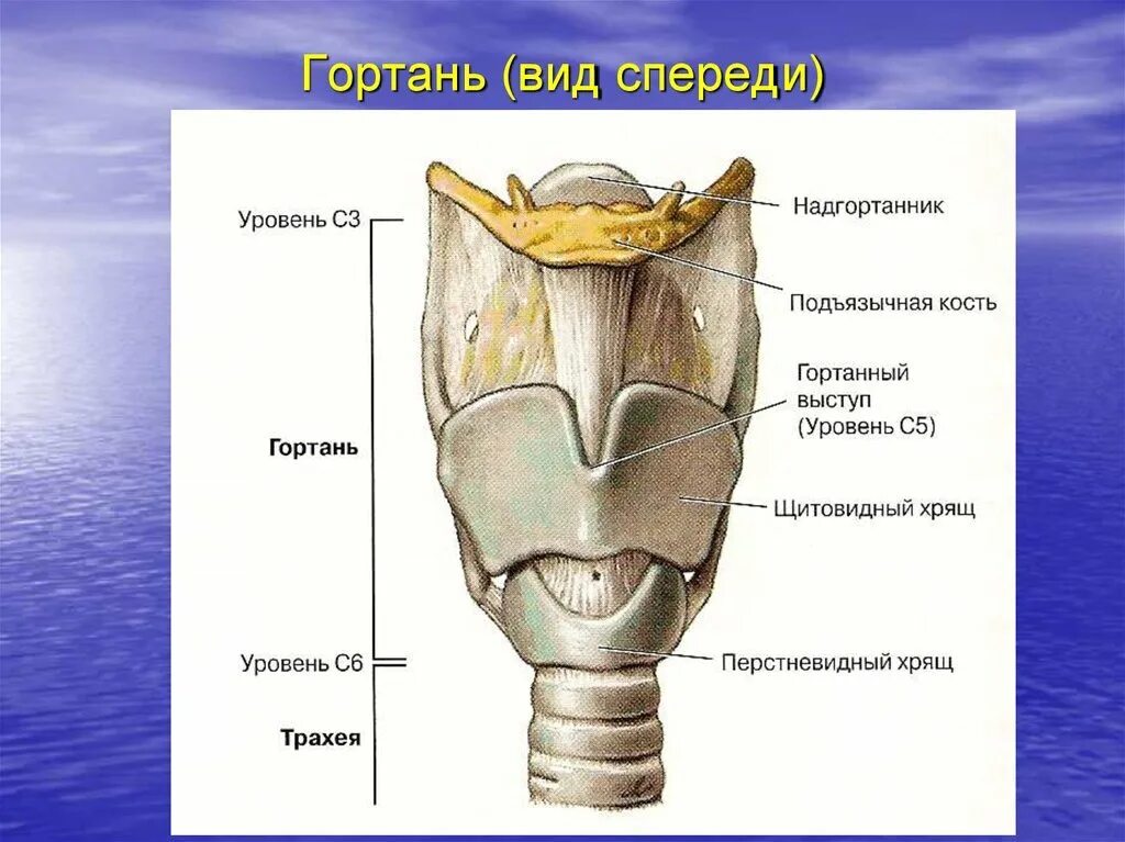 Хрящевое строение гортани. Строение гортани вид спереди. Хрящи гортани анатомия.