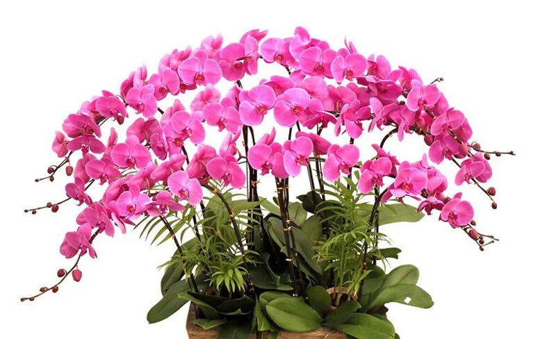 Купить цветы орхидеи в горшке. Комнатный цветок Орхидея фаленопсис. 24 Types perennial Phalaenopsis Orchid Flower. Орхидея Cicek Tohumlari Orkide. Горшки для гигантских орхидей.