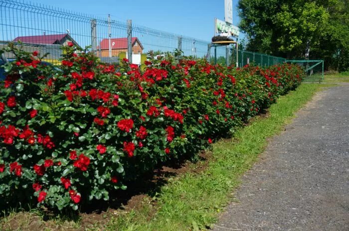 Роза робуста фото и описание Робуста (Robusta) Усадьба роз