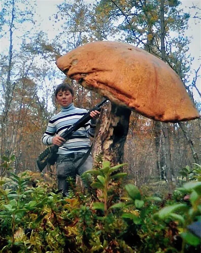 Где на земле грибы бывают выше деревьев. Грибы выше деревьев. грибы больше деревьев. большие грибы мурманска.