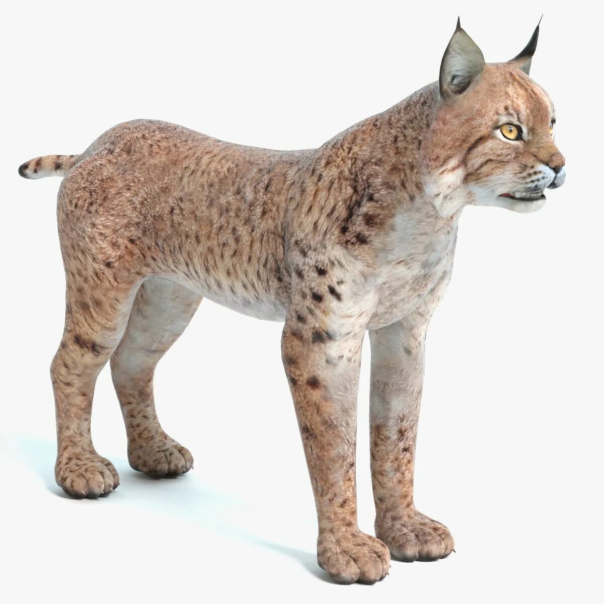 Schleich Рысь 14822. Рысь 3д модель. Рысь 3d модель. Рысь макет. Рысь мод