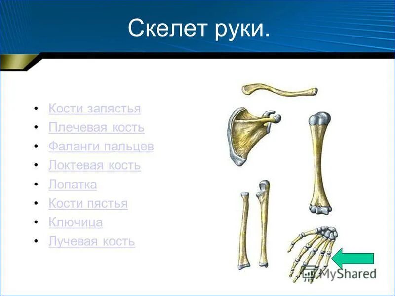 Каких костей относятся кости лопатки