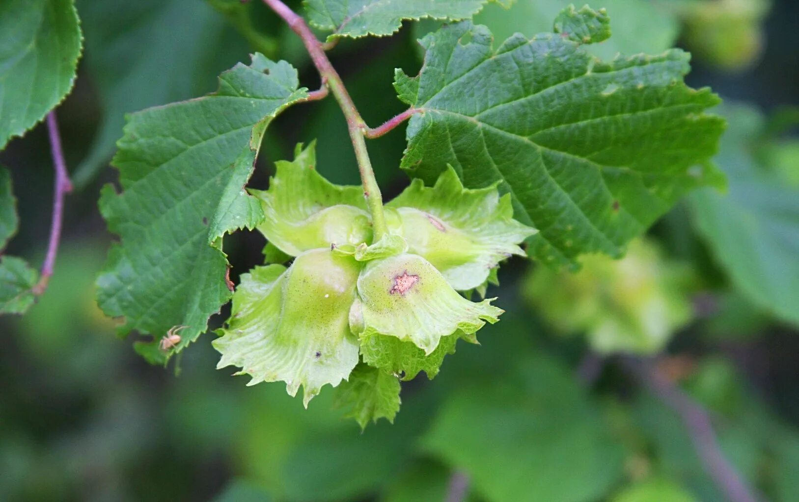 Лещина обыкновенная сережки. Цветет орешник лещина. Лесной орех дерево орешник. Орешник лещина цветение. Как цветет фундук.