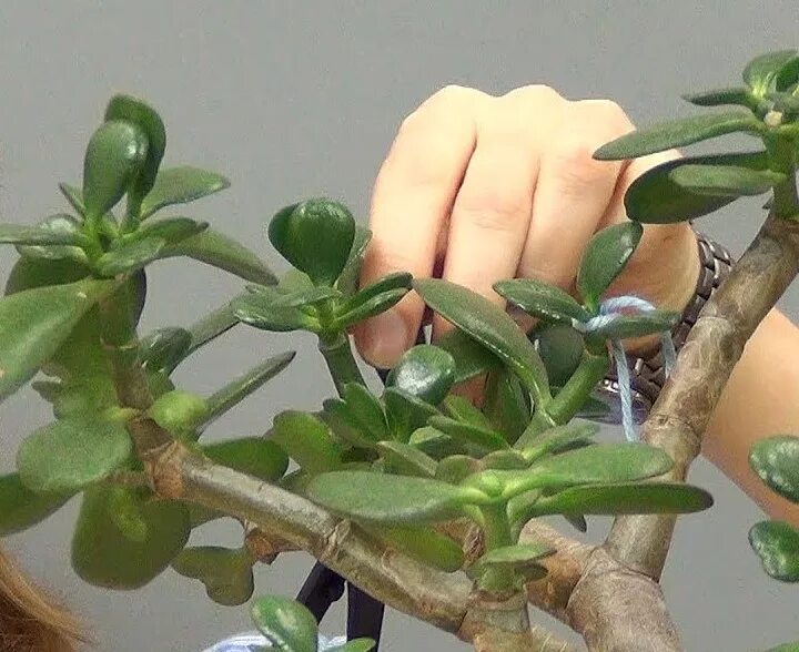 Крассула монетное дерево. Крассула бонсай. Толстянка денежное дерево формирование кроны. Каланхоэ толстянка крассула. Крассула овата бонсай.