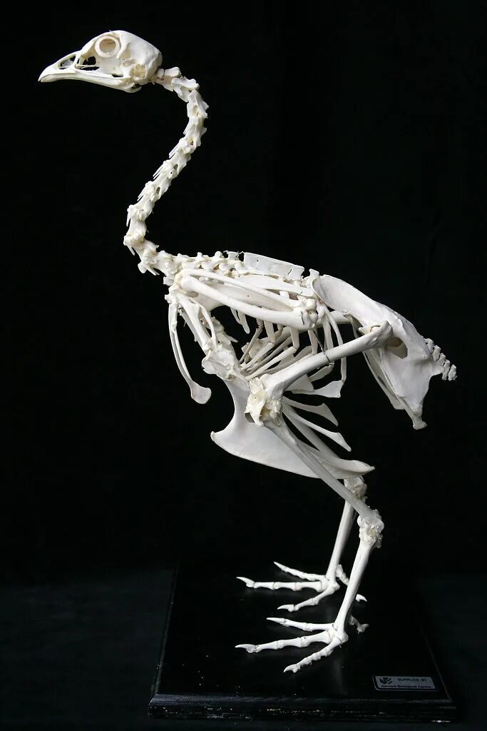 Облегченный скелет. Скелет индюка. Скелет индейки анатомия. Скелет курицы. Кости курицы скелет.