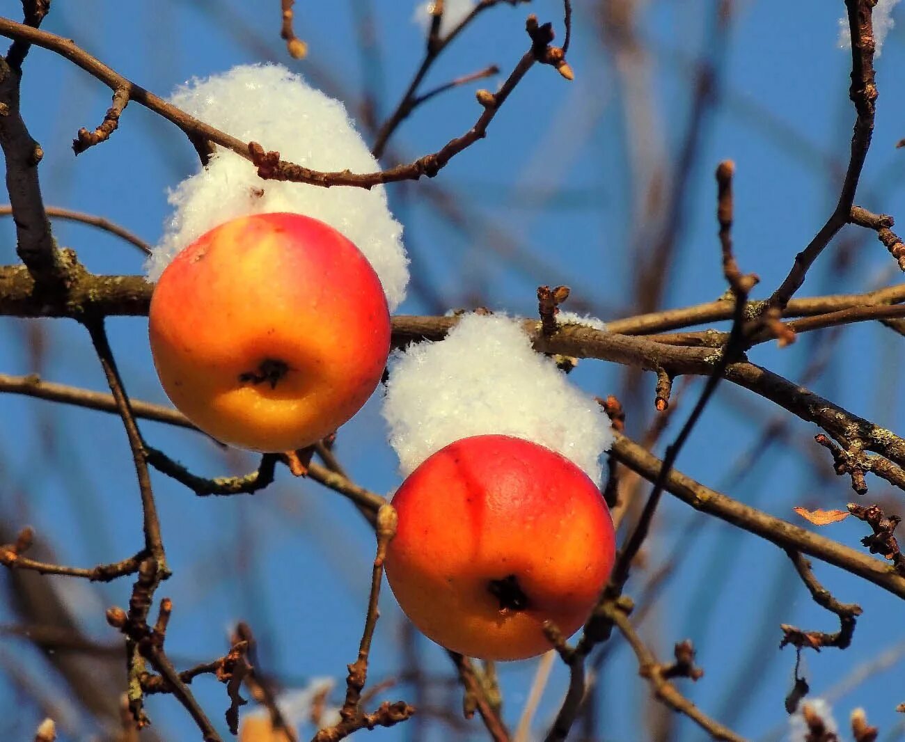 Молодая яблоня зима. Зимние яблоки. Яблоки на снегу. Зимняя яблоня. Зимние яблоки на ветке.