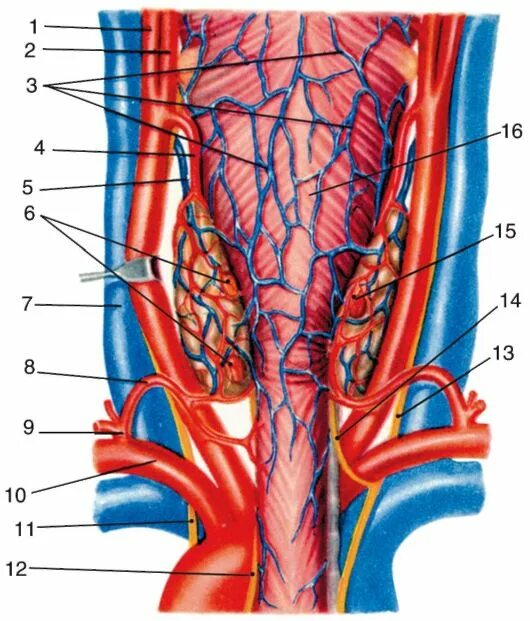 Артерии щитовидной железы. Кровоснабжение паращитовидной железы. Кровоснабжение паращитовидной железы анатомия. Кровоснабжение щитовидной железы анатомия. Нижняя щитовидная артерия анатомия.
