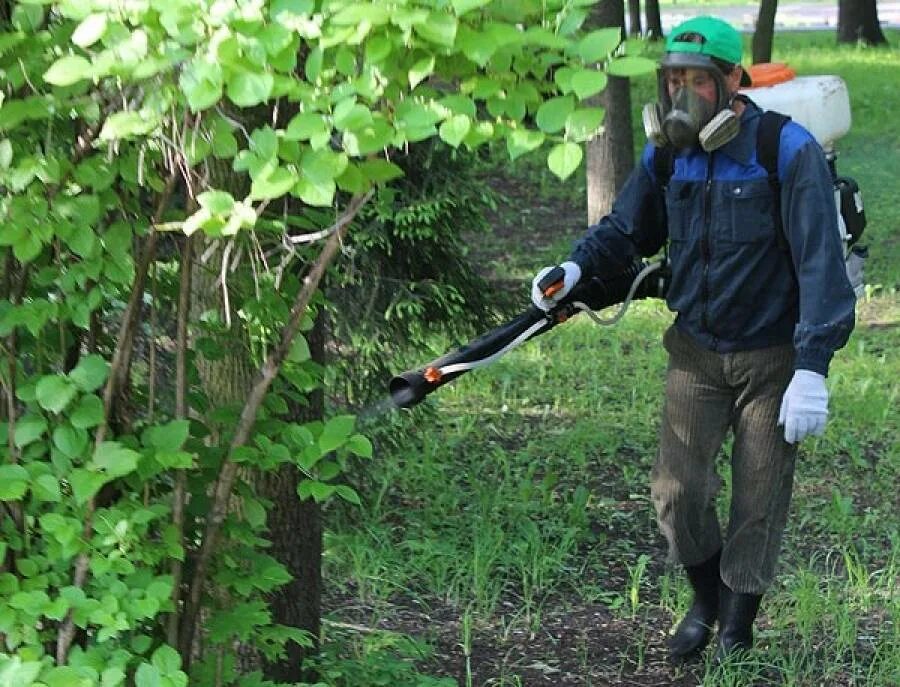 Уничтожение кустарников и деревьев. Высадка зеленых насаждений. Охрана деревьев. Защита насаждений. Защита зеленых насаждений от вредителей и болезней.