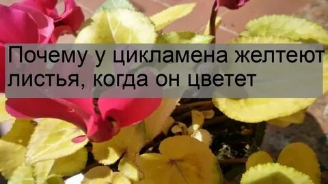 Чем поливать цветы чтобы не желтели листья