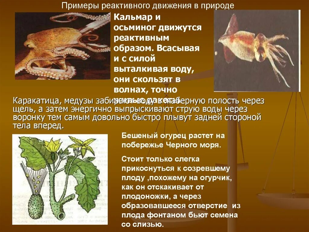 Реактивное движение в природе 9 класс. Реактивное движение в природе. примеры реактивного движения в природе. реактивное движение в природе и технике. примеры реактивного движения в природе и технике.