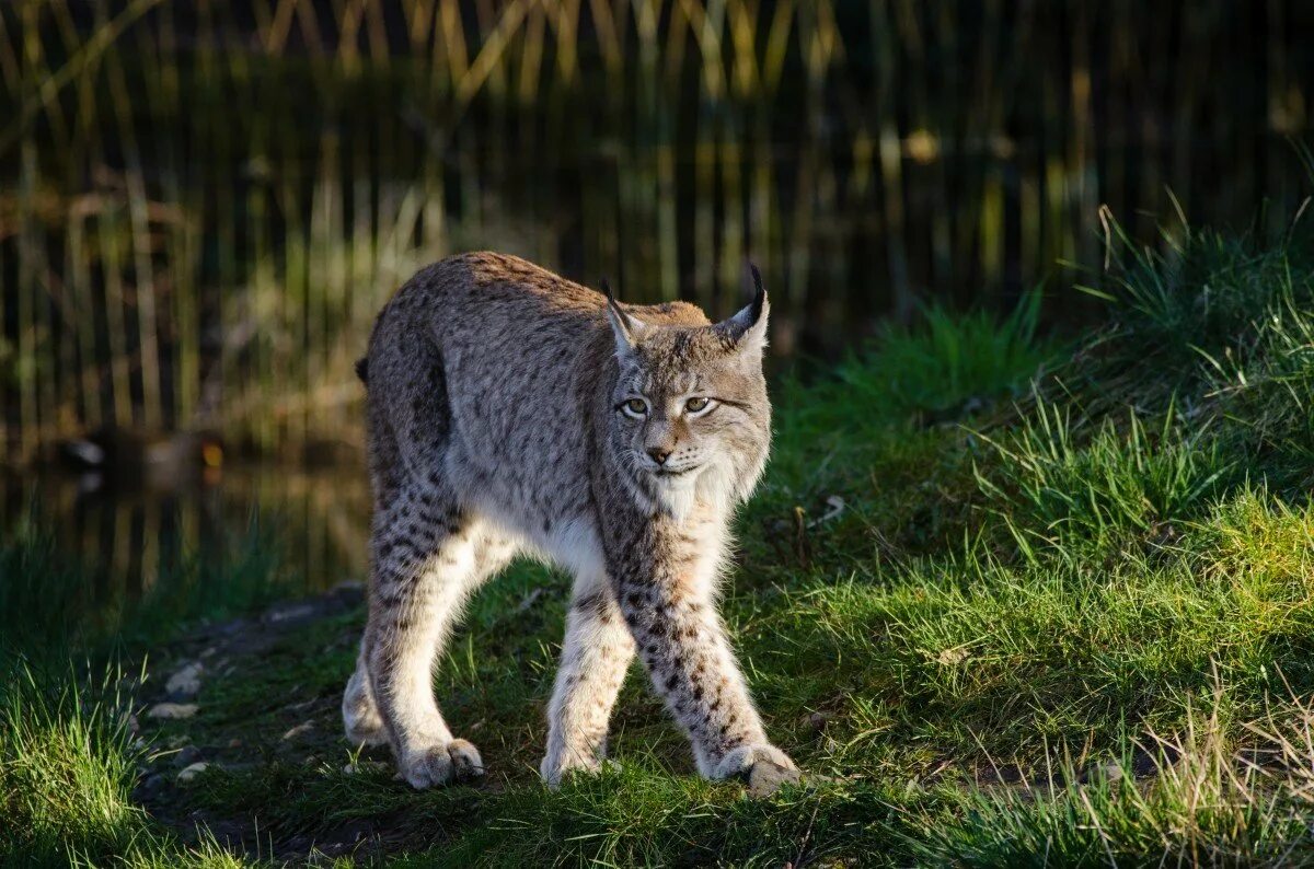 Рыси бывают. Рысь в Ильменском заповеднике. Гималайская Рысь. Рысь (Lynx Lynx) в дикой природе. Рысь Завидово.