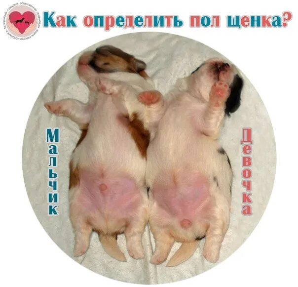 Щенки девочки как различить. Как понять щенок мальчик или девочка. как узнать пол щенка шпица в 1 месяц. как различить щенка мальчика от девочки. как определить пол еженка.