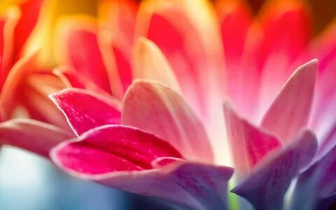 A more beautiful flower