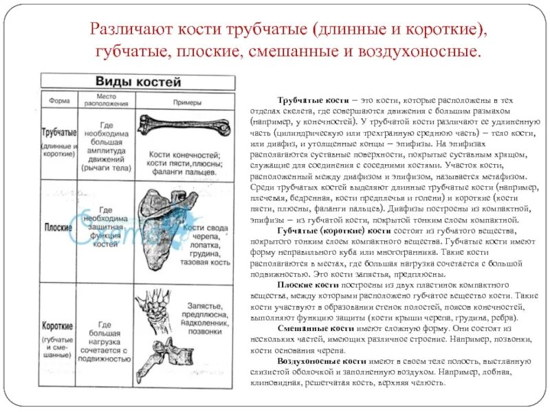 Трубчатые кости функции. Трубчатые губчатые плоские воздухоносные кости человека. Воздухоносные кости кости. Трубчатая кость и губчатая кость. Трубчатые губчатые плоские кости таблица.