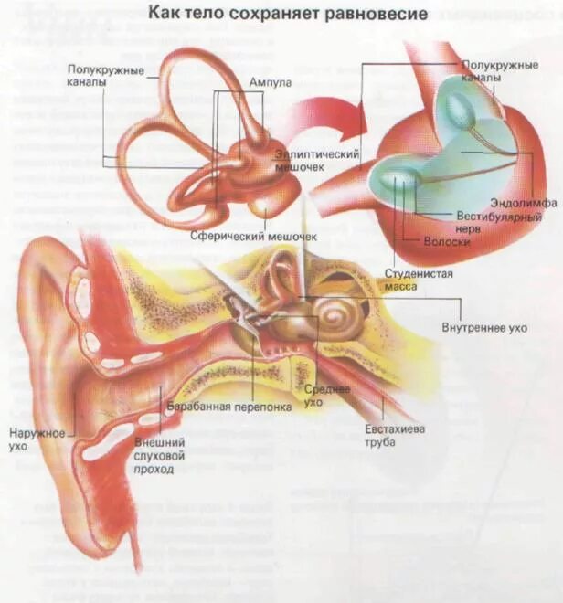 Внутреннее ухо равновесие