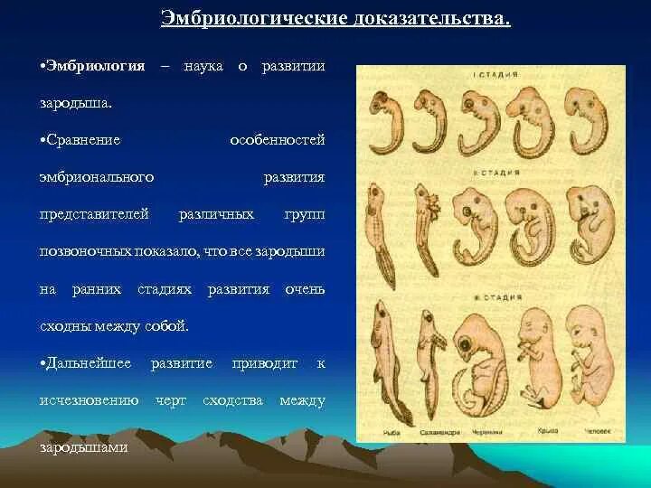 Стадии развития эмбрионов позвоночных. Эмбриологические доказательства эволюции. Эмбриология стадии развития эмбриона. Доказательства эволюции эмбриологические доказательства. Сравнение зародышей позвоночных на ранних стадиях развития.