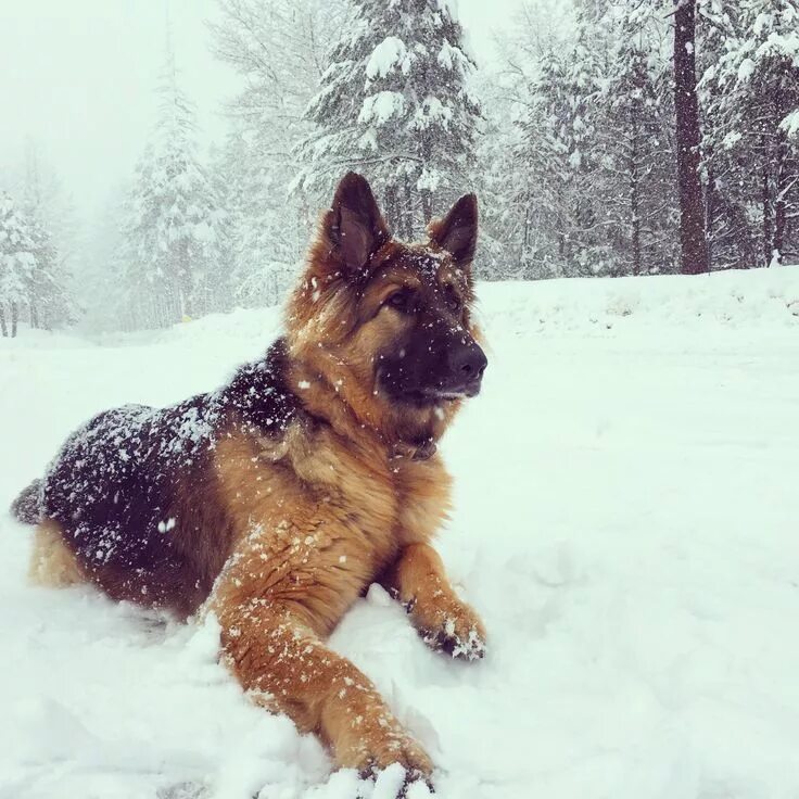 winter happiness Dog photography winter, German shepherd dogs, Dog photoshoot