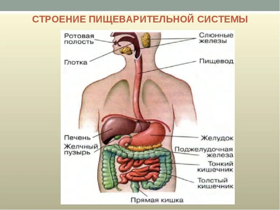 В состав какой системы входит пищевод