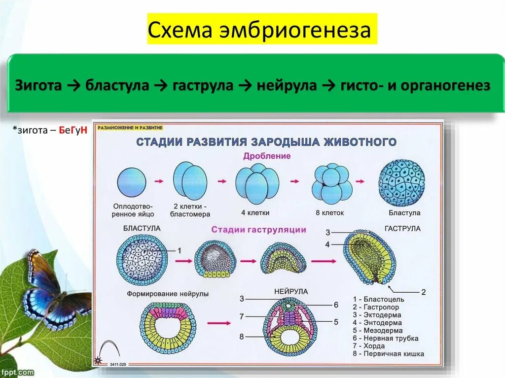 Онтогенез контрольная. Стадии эмбриогенеза зигота бластула. Этапы онтогенеза бластула гаструла нейрула. Эмбриональный этап онтогенеза схема. Гаструла бластула гаструла нейрула.