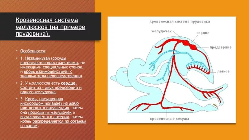 Тип моллюски кровеносная система. Схема кровеносной системы брюхоногих моллюсков. Моллюски кровеносная система незамкнутая. Незамкнутая кровеносная система у моллюсков. Моллюски имеют сердце