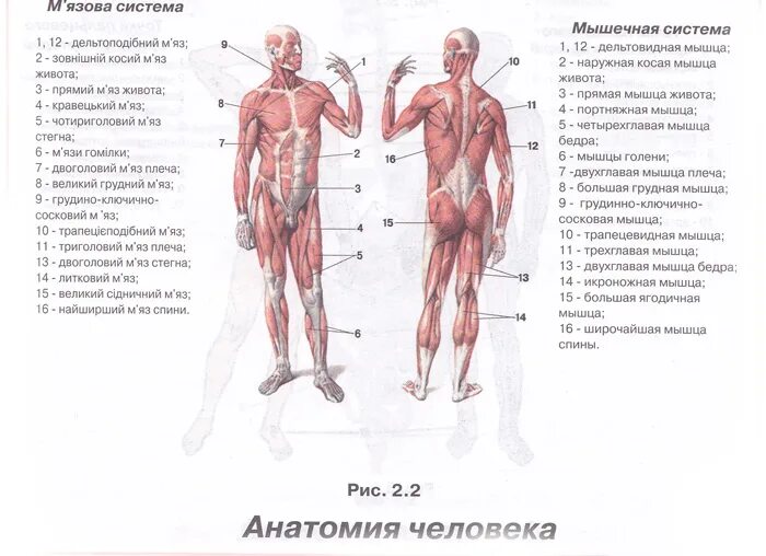 Описание мышц. Основные мышцы тела человека схема. Основные мышцы человека анатомия. Скелетные мышцы человека вид спереди схема большая грудная мышца. Анатомия 9 класс мышцы человека.