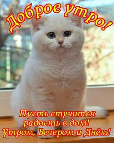 Пусть стучится счастье в дом. Тук тук доброе утро. пусть стучится счастье в дом утром вечером и днём. доброе утро картинки с животными.