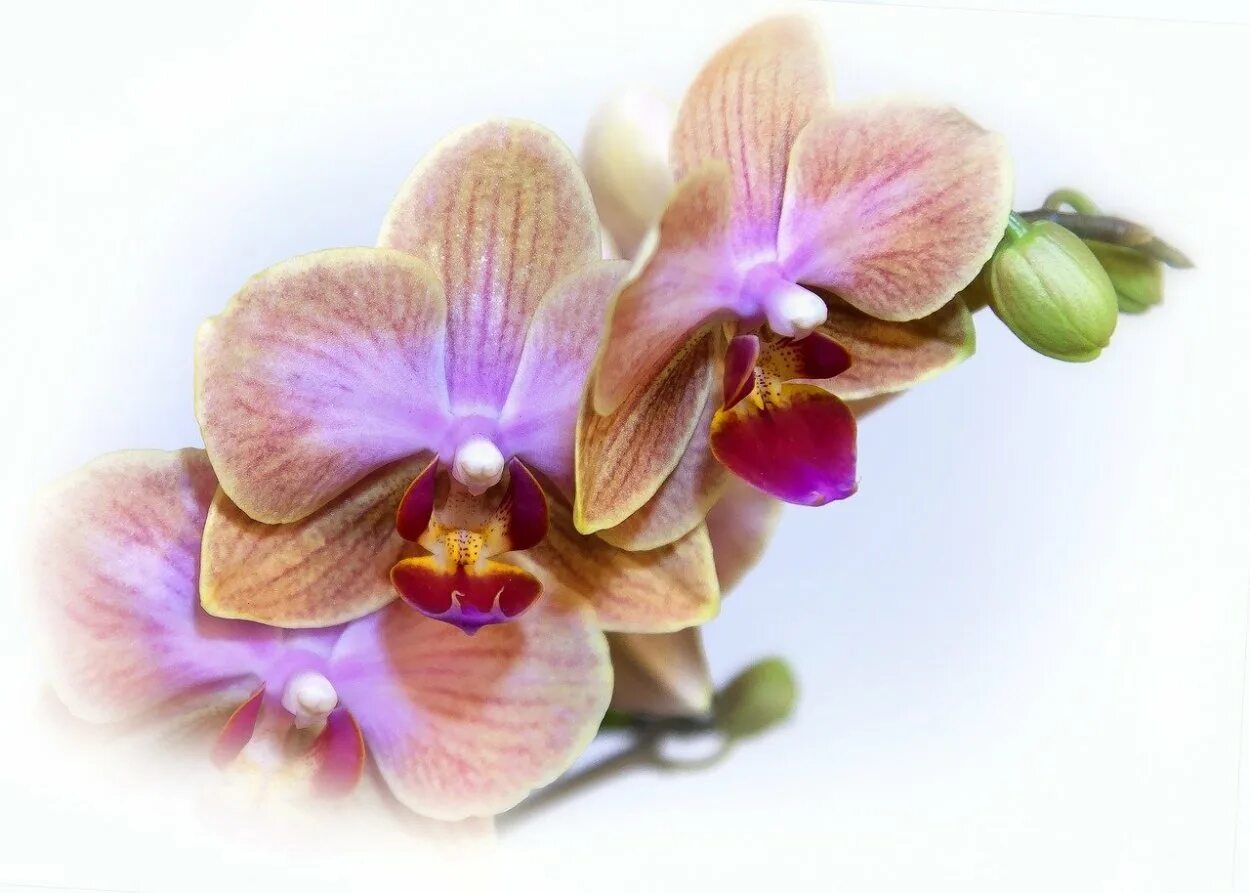 Ароматные фаленопсисы. Орхидея фаленопсис. Орхидея фаленопсис блоссом. Фаленопсис сорт Blossom. Ароматные орхидеи фаленопсис.