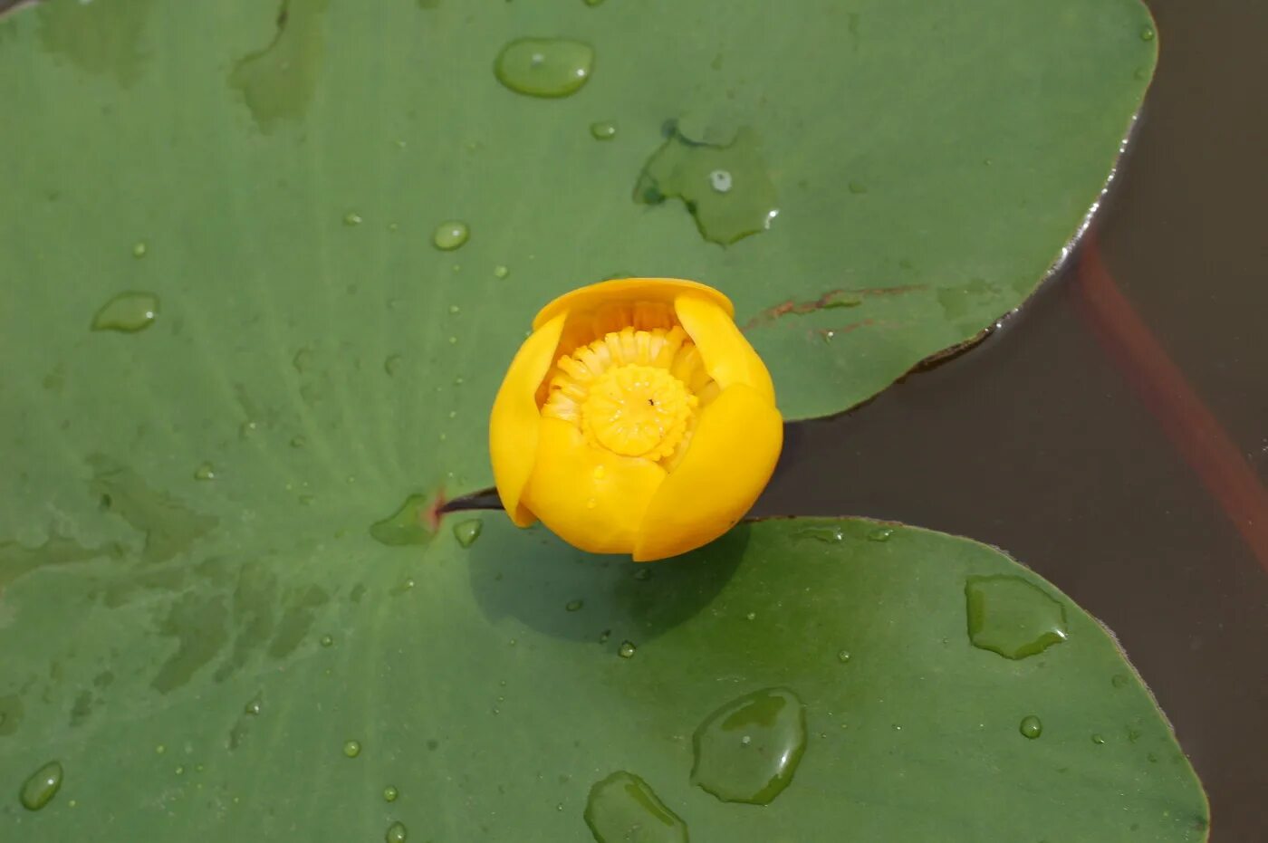 Кубышка Адвена. Кубышка жёлтая. Род  кубышка (Nuphar). Вьетнамская кубышка. Кубышка мвд