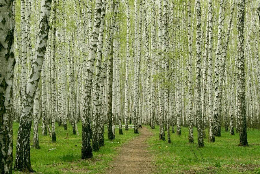 Воронеж природа берёзки. Березовая роща краснодарский край. Хилые березки. Танина роща омская область. Берёза ойковская.
