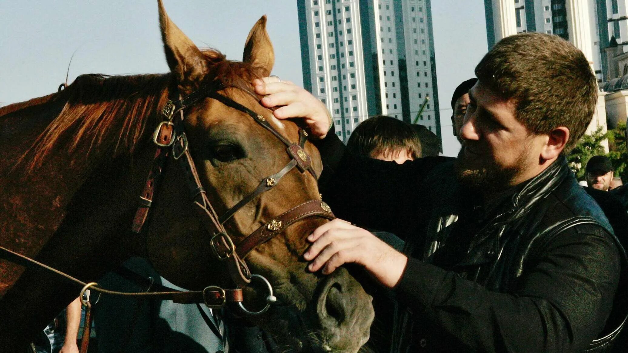 Лошади Рамзана Кадырова. Конюшня Рамзана Кадырова. Лошадь кадырова