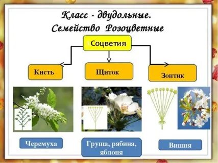 Кисть семейство
